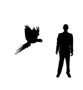 Ara chloroptère silhouette
