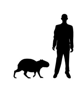 Capybara silhouette