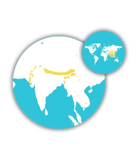 Cerf-cochon map
