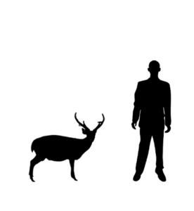 Cerf-cochon silhouette