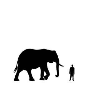 Eléphant d’Afrique