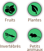Fruits & Plantes & Invertébrés & Petits animaux