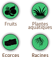 Fruits & Plantes aqua & Ecorces & Racines