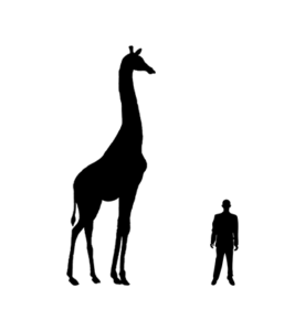 Girafe silhouette