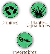 Graines & Plantes aqua & Invertébrés