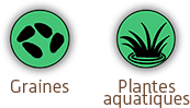 Graines & Plantes aqua