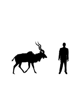 Grand koudou silhouette