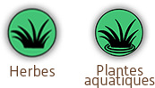 Herbes & Plantes aqua