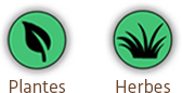 Herbes & Plantes