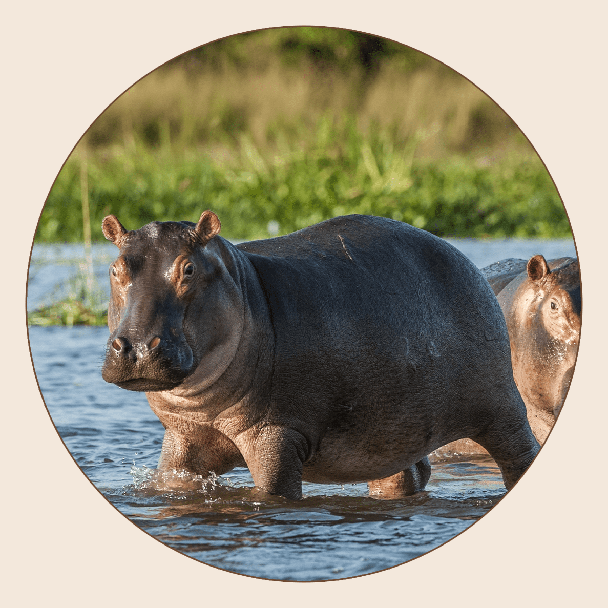 Hippo amphibie