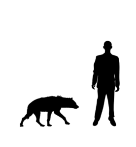 Hyène tachetée silhouette