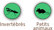 Invertébrés & Petits animaux