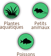 Plantes aqua & Petits animaux & Poissons