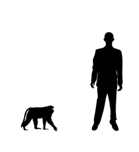 Macaque ouandérou silhouette