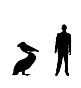 Pélican silhouette