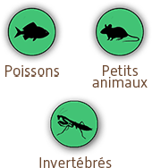 Poissons & Petits animaux & Invertébrés