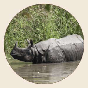 Rhino indien