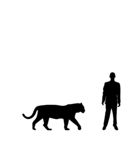 Tigre de Sumatra silhouette