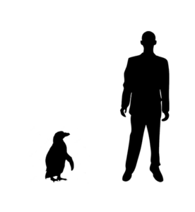 Manchot de Humboldt silhouette