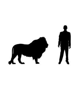 Lion d'Afrique du Sud silhouette