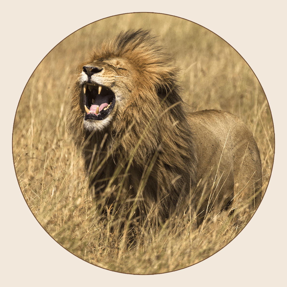 Lion d’Afrique du Sud