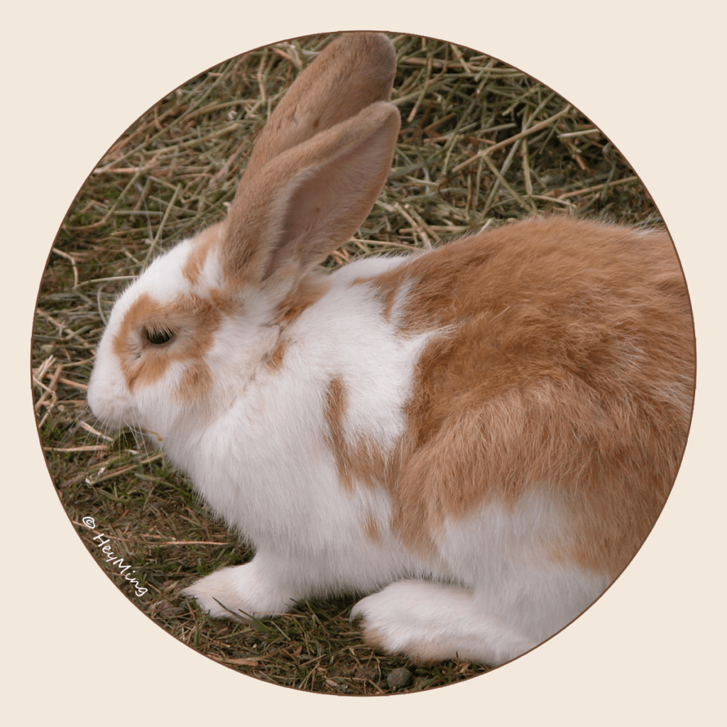 Le lapin main image 1